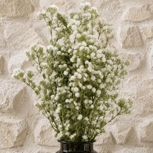 Pack of 6 x 85cm Gypsophila White Stem - Premium Quality